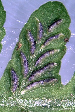 Sori with nearly mature spores